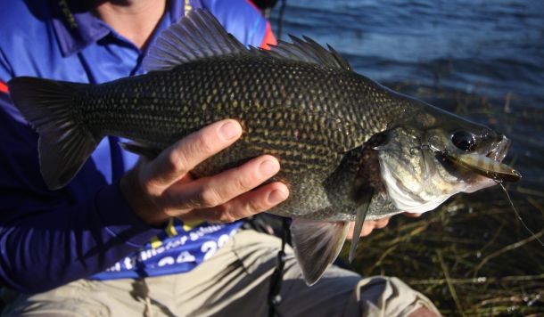 Changes to fish barriers improving fishing